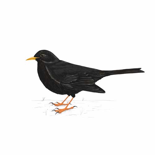 Blackbird illustration