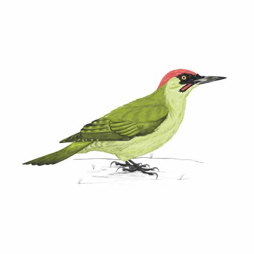 Green Woodpecker illustration