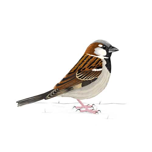 House Sparrow illustration