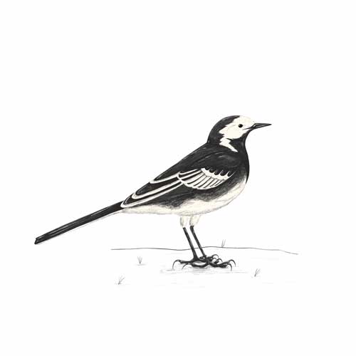 Pied Wagtail illustration