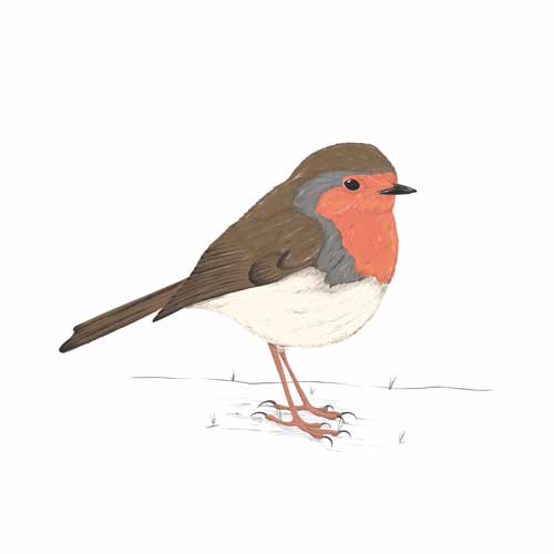 Robin illustration